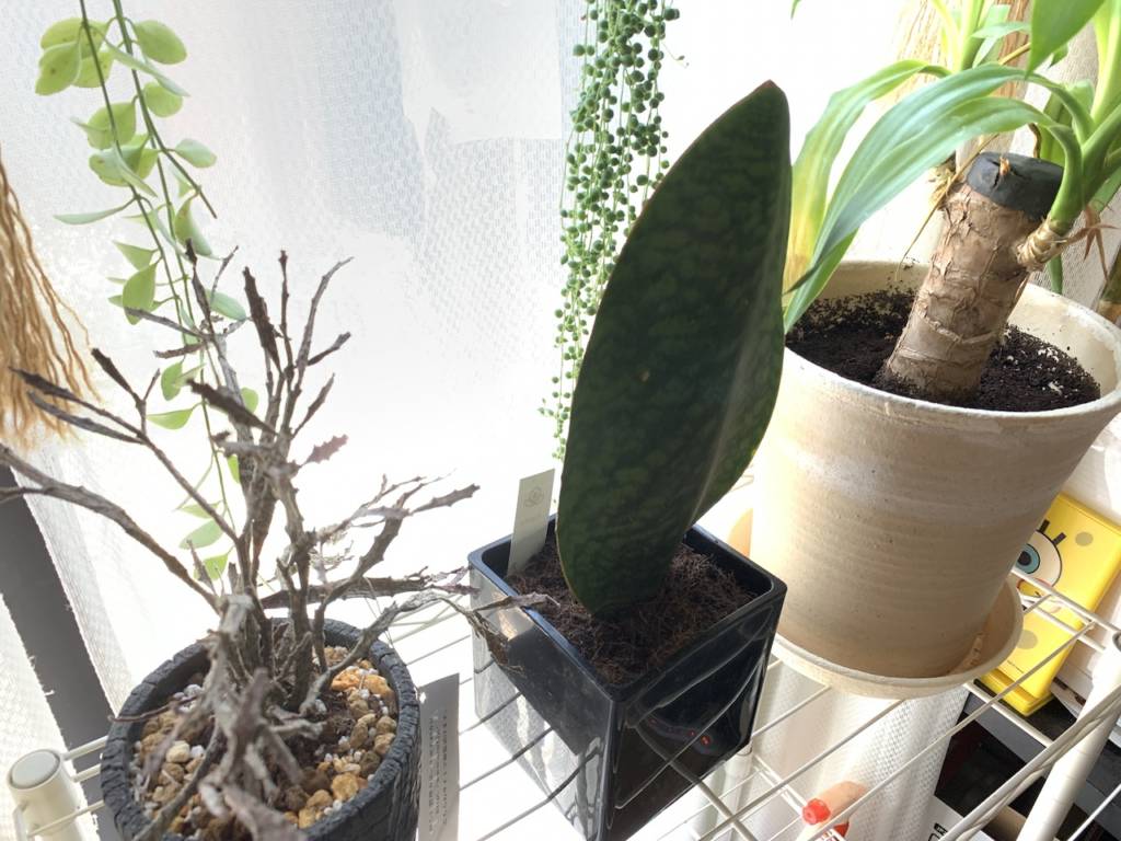 マンションやアパートで植物を楽しむ方法【日光さえあれば育てれます！】